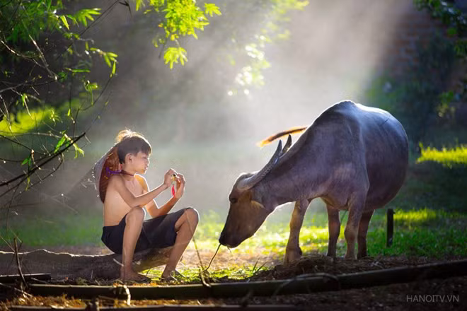Boy caring for his buffalo