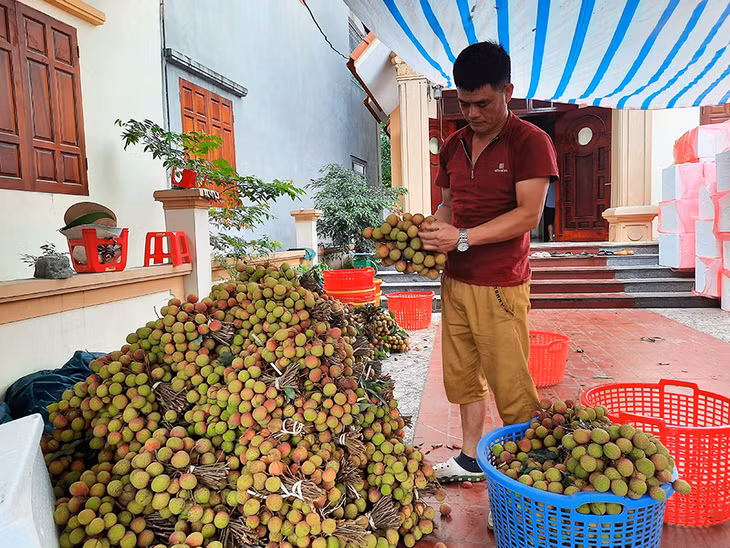 This year, Phuong Nam farmers maintain lychee cultivation in line with VietGap standard process, providing good-quality lychee fruits .