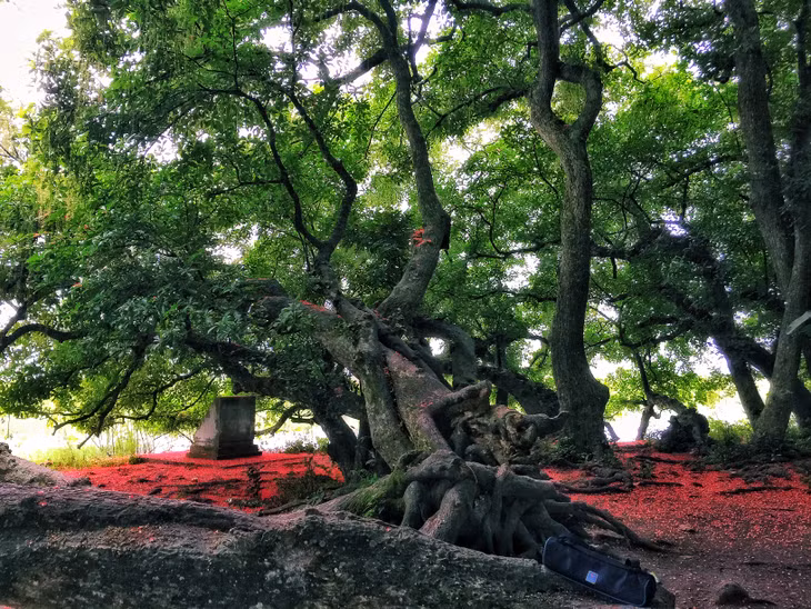 The population of freshwater mangroves here has 85 trees growing on a small hill of 500 square metres. According to local residents, these mangroves are hundreds of years old, present around the ancient temple depicting a strong outer wall.
