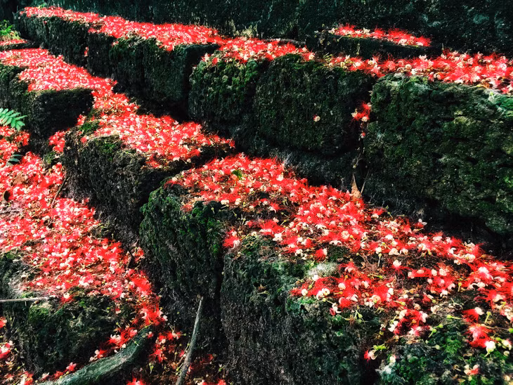 Outside Hanoi at Go Tho Temple in the northern province of Phu Tho, viewers are treated to a picturesque scene of blooming freshwater mangroves, also known by other names such as Indian oak, Indian putat and barringtonia.