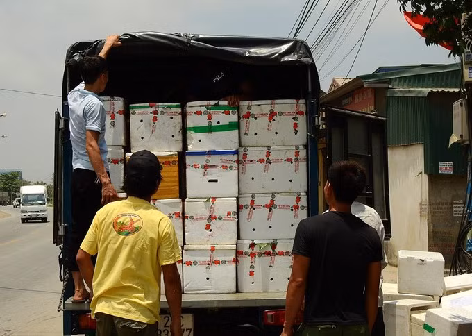 The early fruits are mainly consumed in domestic markets.