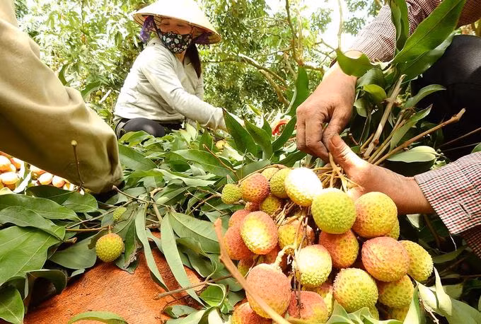 The litchi is classified at gardens before being transported to trading locations.