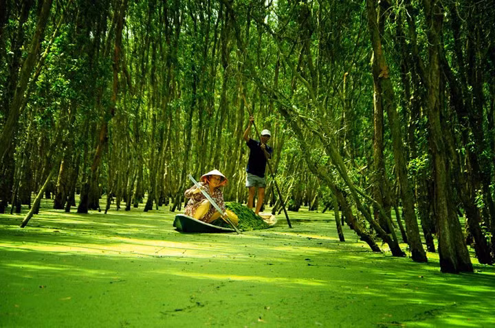  Tra Su cajuput forest is a beautiful travel destination in the western region of Vietnam.