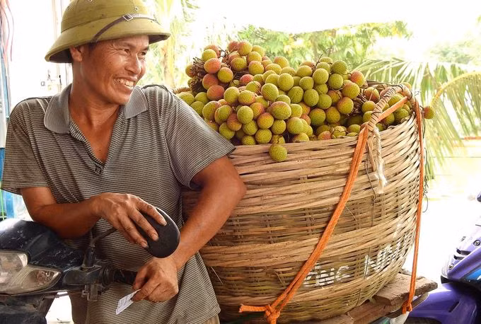 A gardener waits to weigh his litchi for sale.