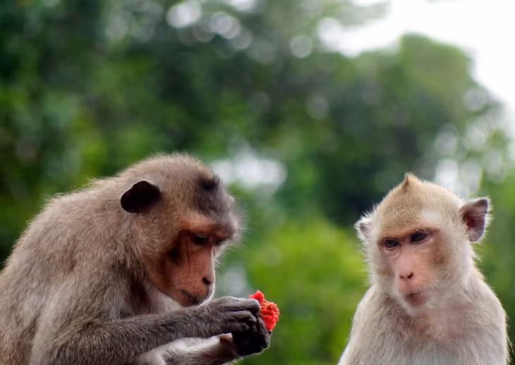 Visiting Ba Mun Island, if fortunate enough, tourists can see macaca arctoides and long-tailed macaques.