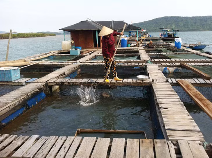 Groupers raised in cages by Duc Thinh Aquaculture Trade and Services Cooperative.