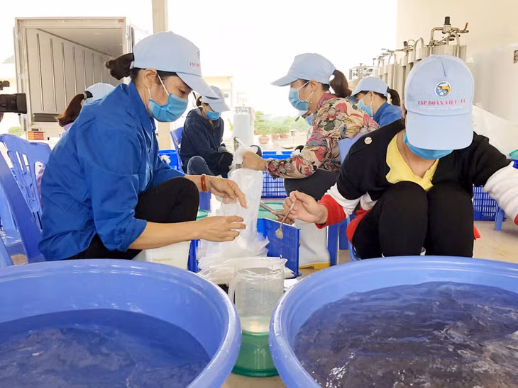 Vietnam -Australia high-quality shrimp production at Tan Lap Commune 