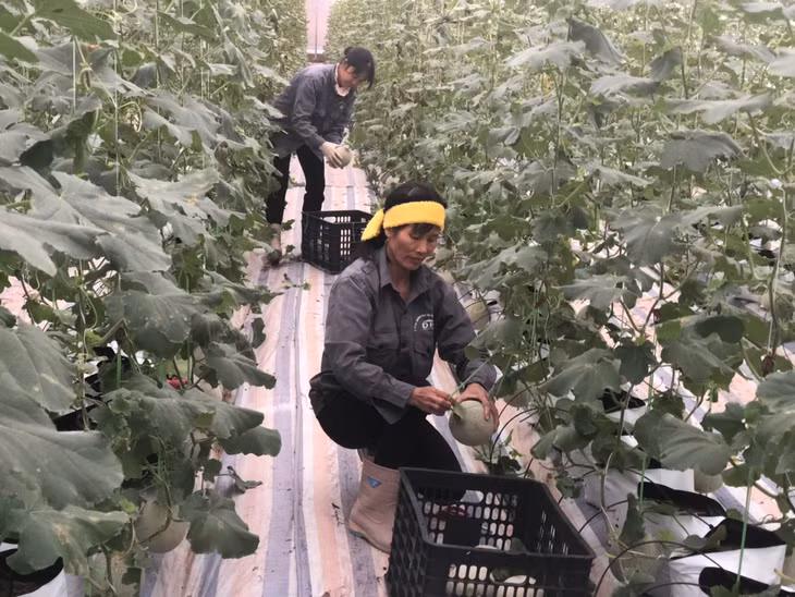 Cantaloupe harvest at Dam Ha Trade and Construction Joint-stock Company 