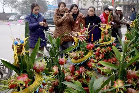 Ornamental dragon fruit trees.