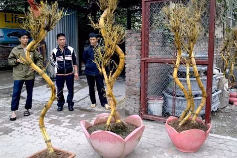 amboo trees in dragon shape are from VND3-8 million ($150-400). Gardeners said that it takes them 5-6 years to make such a tree.