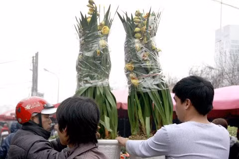 Yellow boat orchids from Da Lat are priced VND500,000 ($25)/branch. A pot like this includes 5-10 branches.