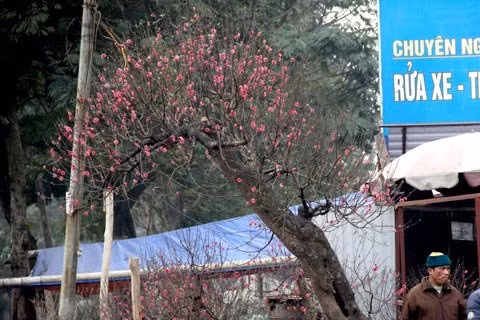 This peach bonsai is priced VND300 million ($15,000).