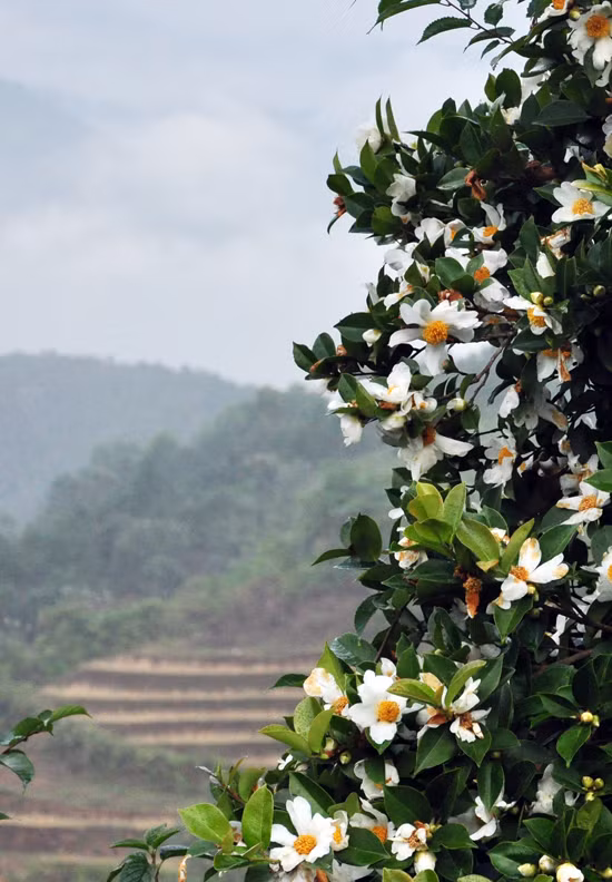 Visiting Binh Lieu in this season, tourists have chance to enjoy So flower blooming.