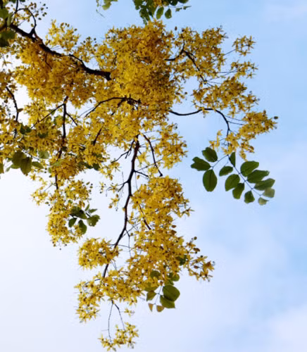 This time of year, their showy yellow flowers are a delight that brighten up the landscapes throughout the capital city of Hanoi.