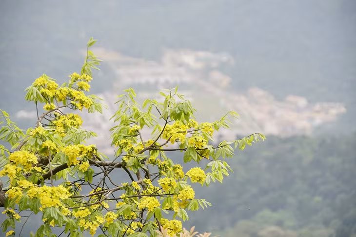 Standing on the land of Buddhists for hundreds of years, Yen Tu yellow ochna has long been a symbol of nobility and endurance. 