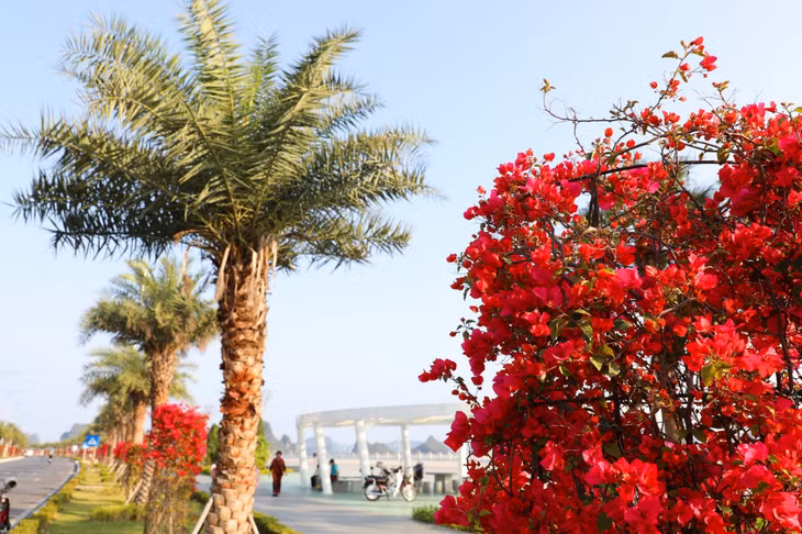 Pink bougainvillea flowers beautifully bloom in spring.