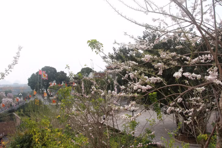 As many as 6,000 flower plants including ochna, cherry blossom, rose and ban (bauhinia variegata) are newly grown around the temple, which make this sacred site become more stunning.