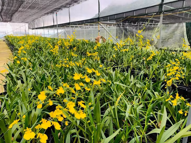 Yellow orchids are in full bloom.