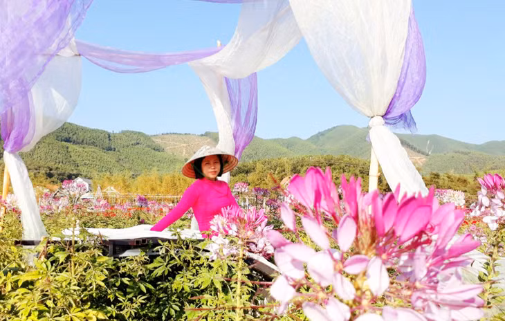 Quang La flower paradise tourist area in Ha Long city has been listed among alluring attractions that tourists should visit this winter.