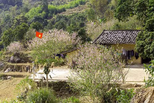 Locals often plant them in front of their houses.