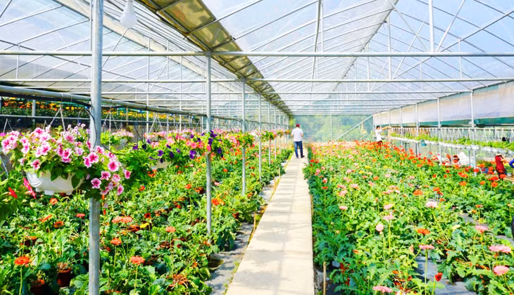 Cao Son Flower Garden, hundreds of meters above sea level, is a new tourist attraction in the mountainous district of Binh Lieu.