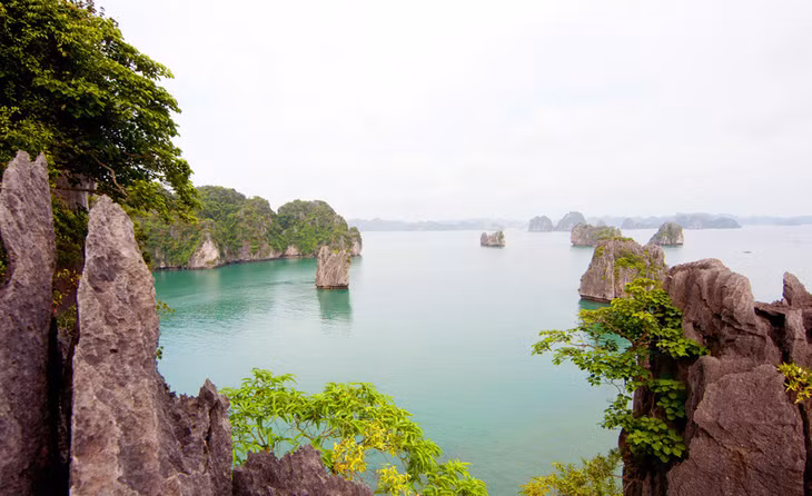 A variety of endemic plants grow on rock cliffs.