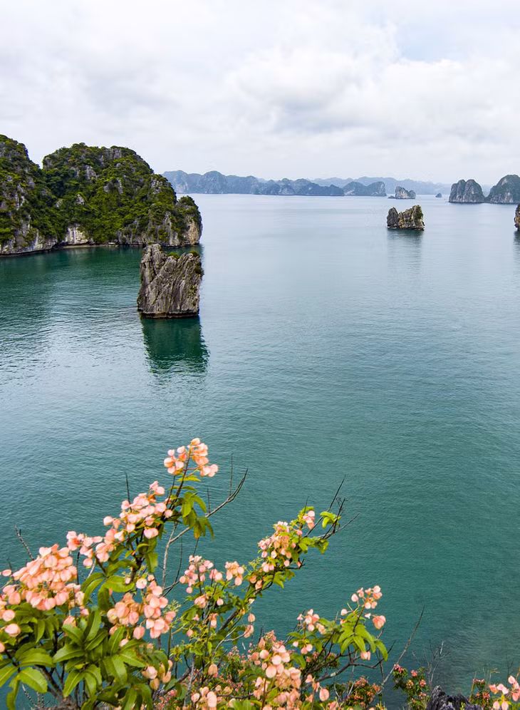 Moc flowers bloom on a high rock cliff.