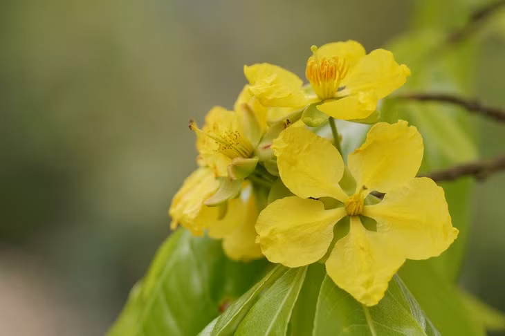 Typically, this species of pentamerous flower blooms in bunches and gives off a gentle scent from its bright yellow petals. It is scientifillay proved to be a valuable specimen which needs preserving and developing.