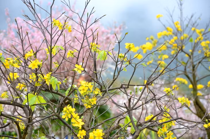 Yen Tu yellow apricot flowers are also in full bloom in the green space of Yen Tu mountain.