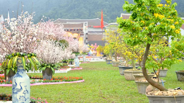 The flower road is formed from Cherry Blossom and Yen Tu yellow apricot flowers.