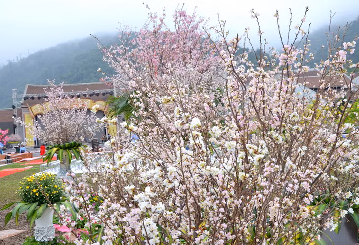 The pink colour of Cherry Blossom flowers brightens at the foot of holy Yen Tu mountain.
