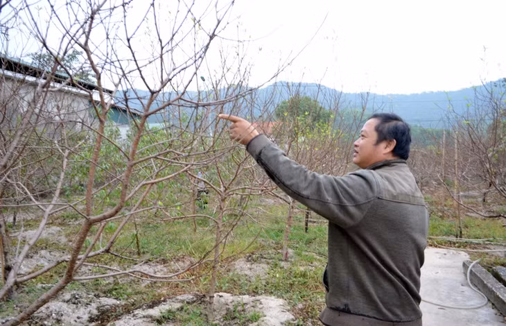 Mr. Nguyen Van Giao in Hamlet 6 (Ha Long Commune) has 500 peach trees for Tet market