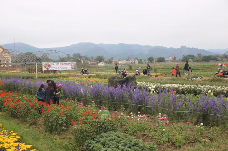 Many other flower gardens in Le Loi commune are ideal choices for tourists to buy flowers with reasonable price
