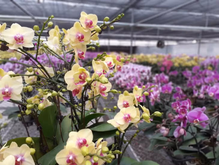 Phalaenopsis orchid garden in Thong Nhat commune are favored by many customers.