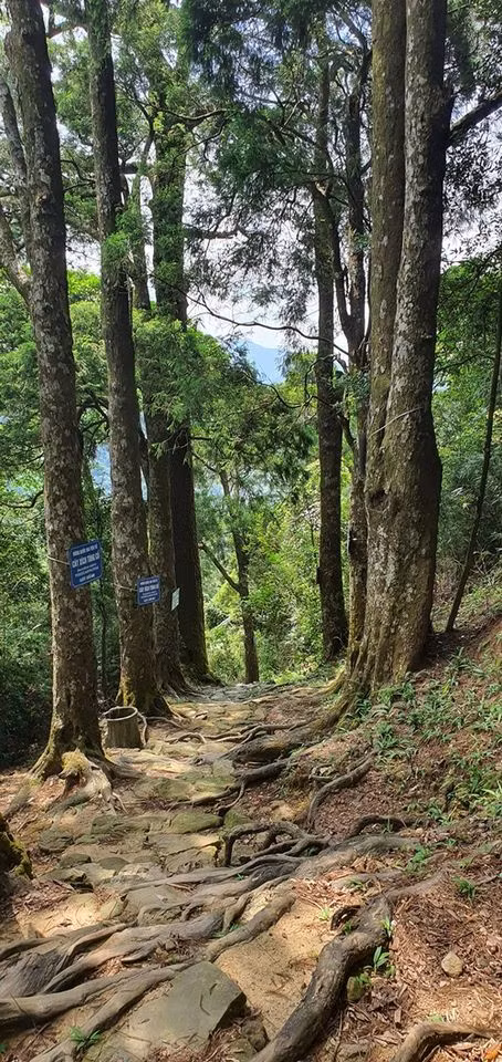 For long, the path of ancient red pine trees has become a treasure of Yen Tu Relic