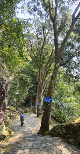 There are 233 hundreds-years-old pine trees in Yen Tu Relics 
