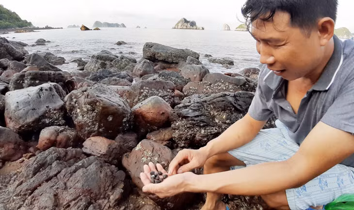 n just dozens of minutes, Mr. Khanh collected almost a kg of colored sea snails