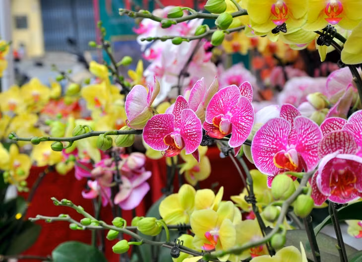 Spring flower fairs are going to be launched across the province.
