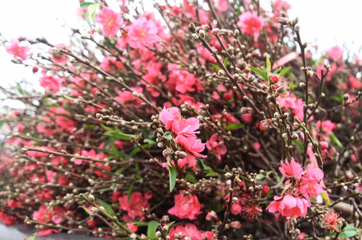 Vietnamese families started to buy flowers to decorate their houses to welcome the Lunar New Year of Pigs as the holiday is coming.
