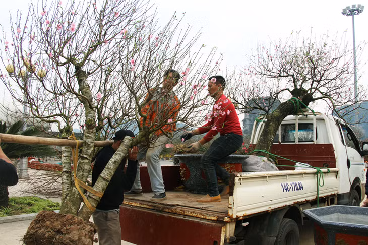 Nhằm phục vụ nhu cầu chơi Tết, thưởng hoa của người dân, từ ngày 25/1-4/2, tại sân triển lãm ngoài trời, Cung Quy hoạch, Hội chợ, Triển lãm và Văn hóa tỉnh, TP Hạ Long tổ chức Hội chợ hoa Xuân.