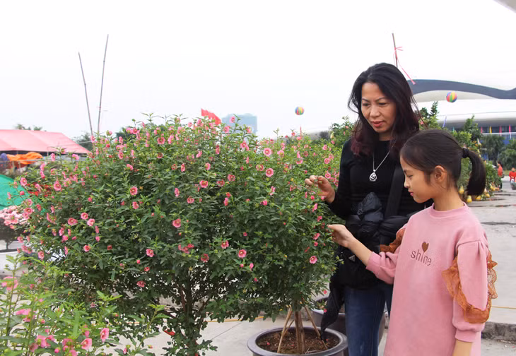 Được biết, mỗi cây Cẩm Quỳ như thế này có giá khoảng 4 triệu đồng