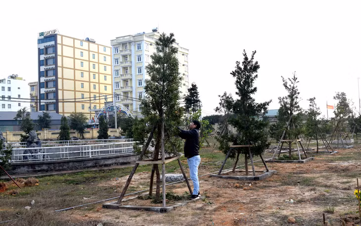 In response to the call of Co To District's authority, many individuals and organizations have donated cedar trees 