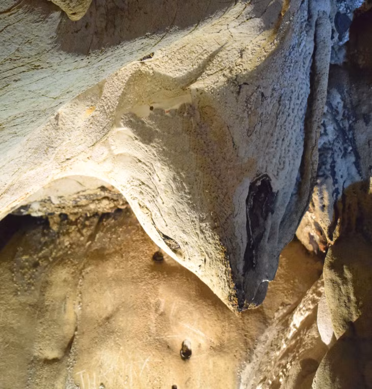 A dolphin-shaped stalactite