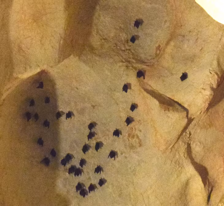 Bat cave is home to hundreds of bats