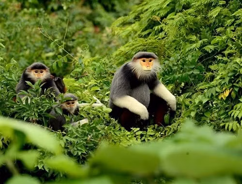  A photo featuring the red-shanked douc langur on Son Tra Peninsula by Nguyen Phan Vinh