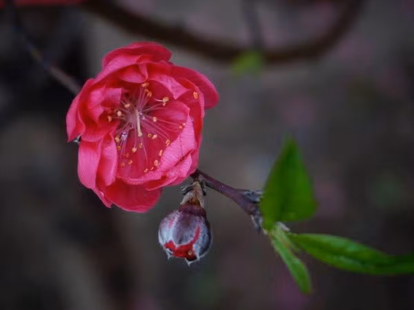 Typical colour of Nhat Tan Bich (rosy) peach flowers (Source: VNA)