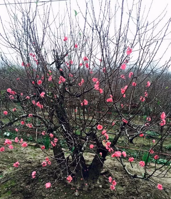 An ancient peach flower tree with trimmed and shapped branches (Source: VNA)