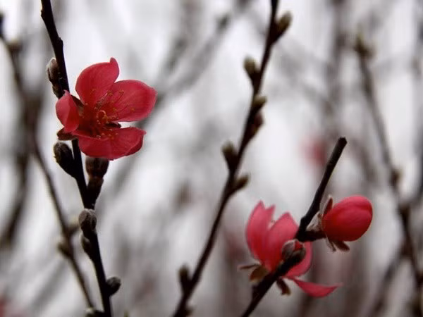 Nhat Tan five-petal 