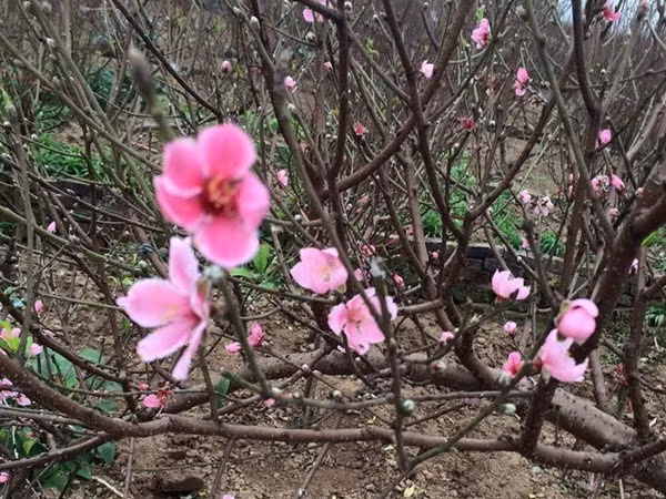 Nhat Tan Phai (light pink) peach flowers (Source: VNA)