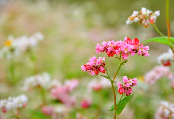 Buckwheat flower blooms beautifully.